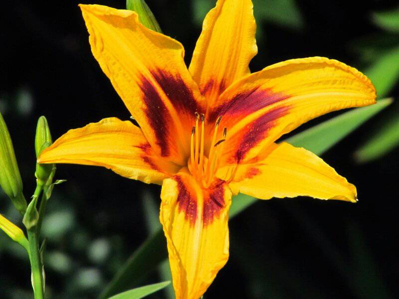 5. Daylily
