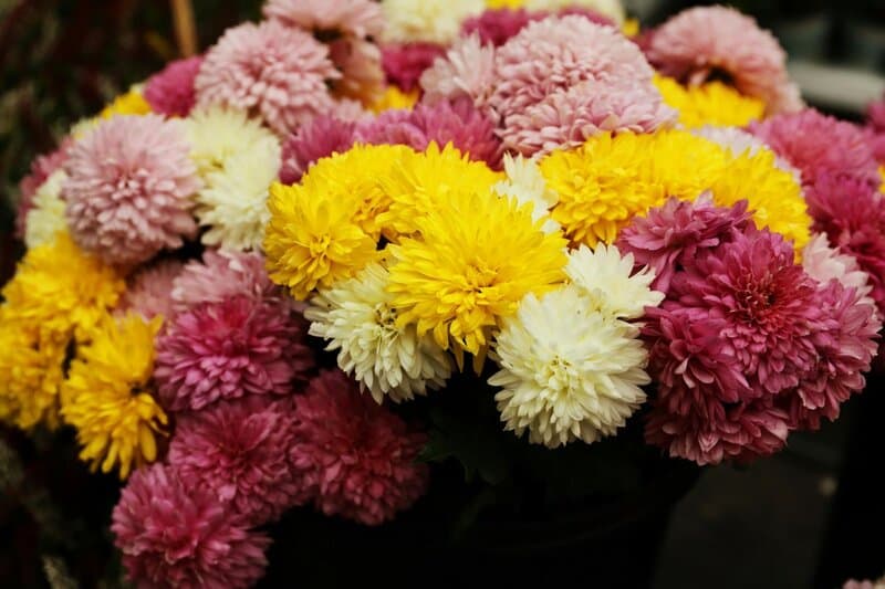 10. Chrysanthemum