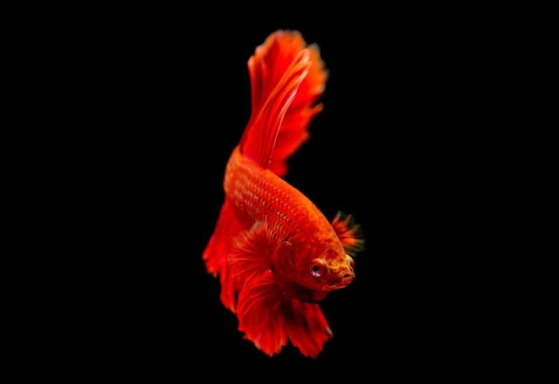 1. Betta Fish