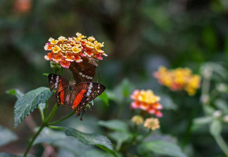 19. Lantana
