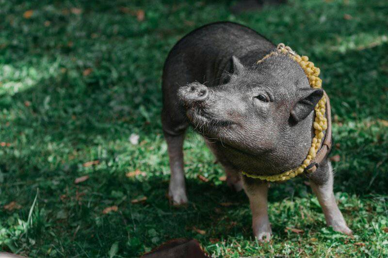 10. Miniature Pig