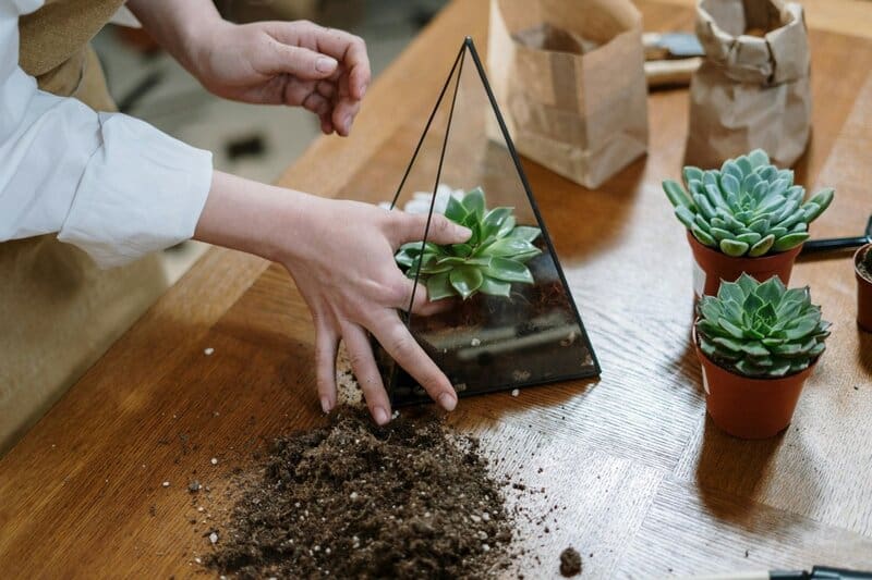 2. Terrariums