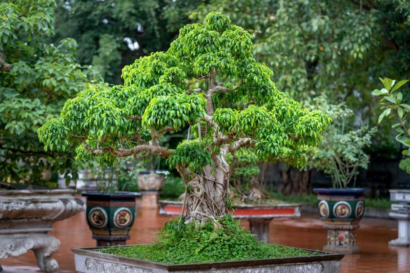 20. Bonsai Displays