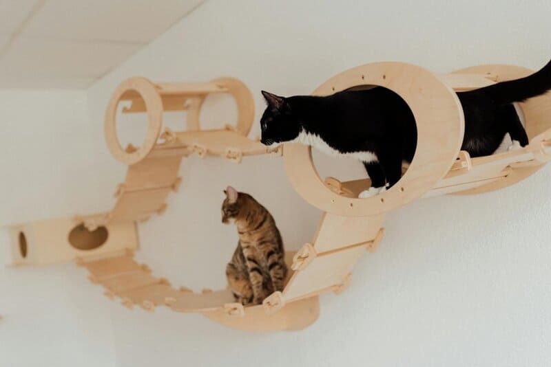 13. Cat Condos
