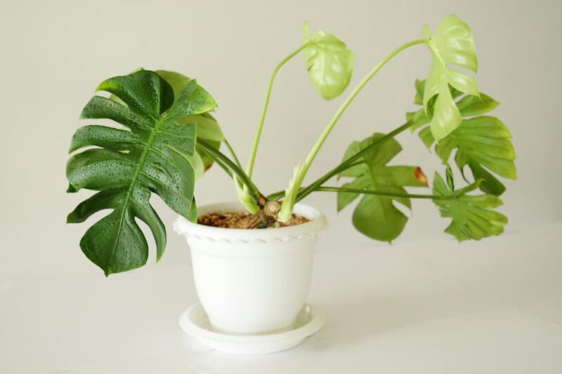 19. Philodendron