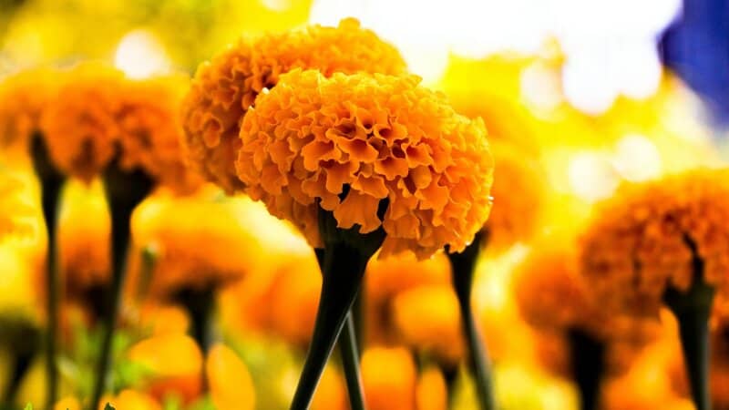 1. Marigold