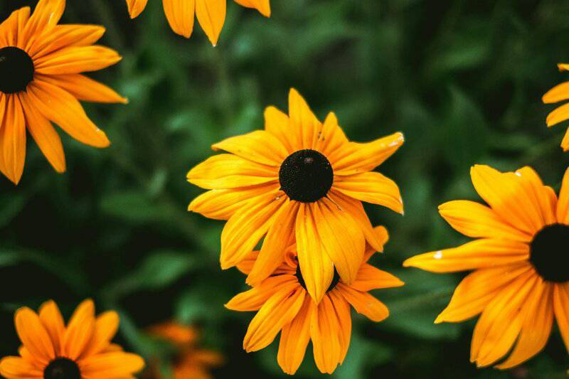6. Black-eyed Susan