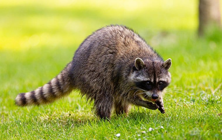 11. Raccoon