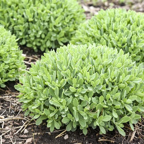 7. Sedum