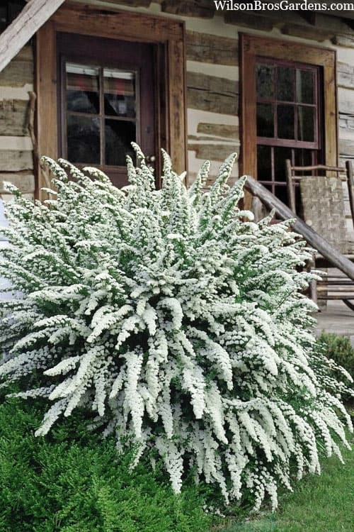 19. Spirea