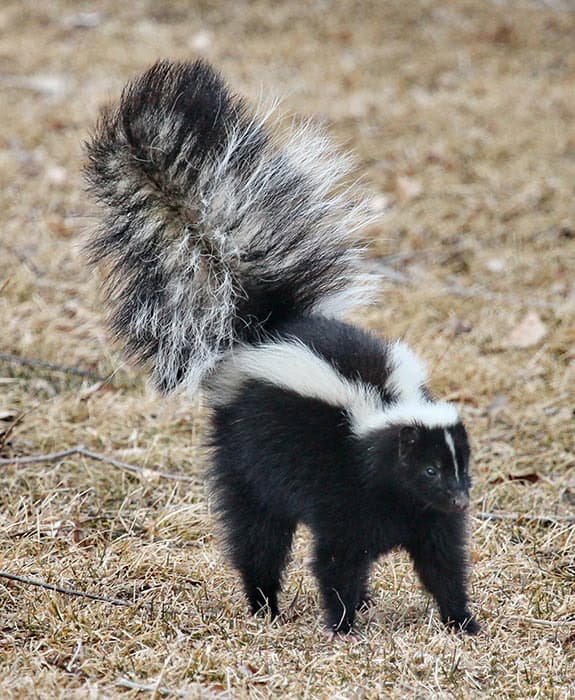 5. Skunk