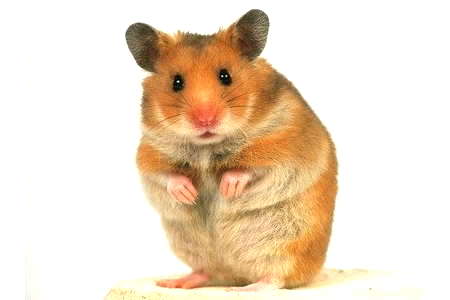 5. Syrian Hamster