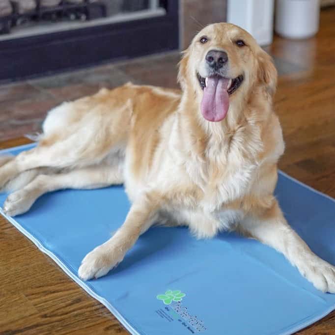 6. Cooling Dog Beds for Hot Weather