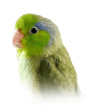 16. Parrotlet