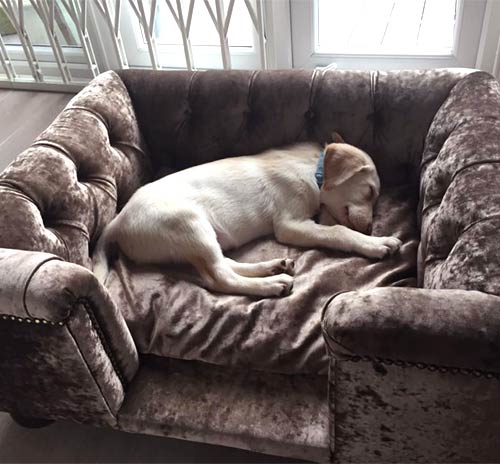 19. Luxury Dog Beds for High-End Comfort