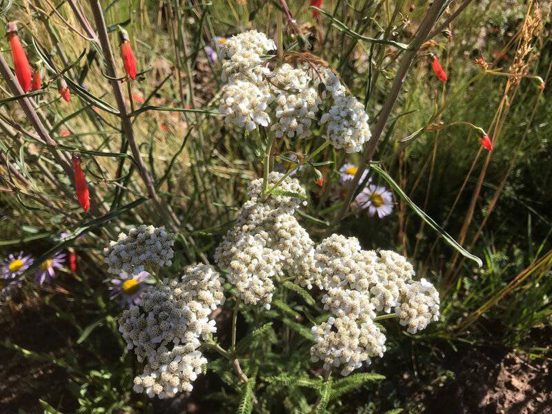 12. Yarrow (Achillea millefolium)