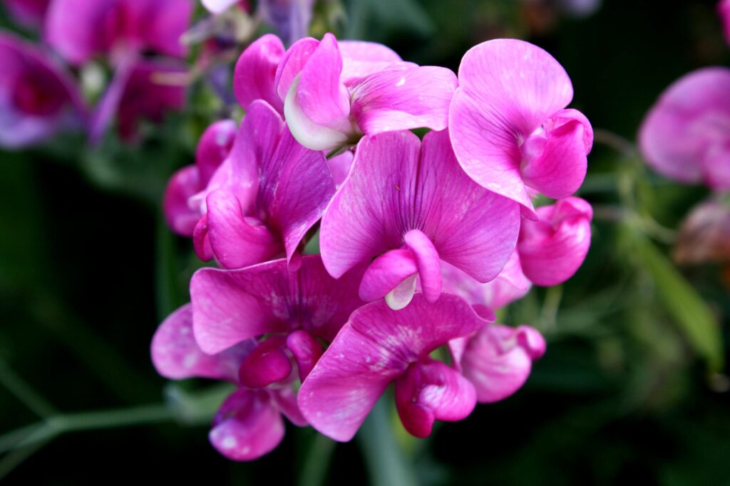 Pink, sweet, pea, flowers