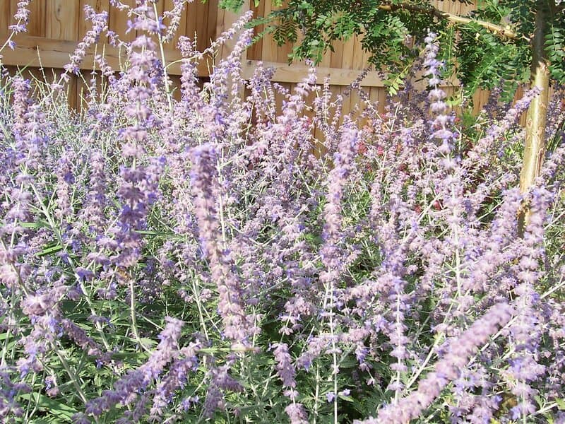 4. Russian Sage (Perovskia atriplicifolia)