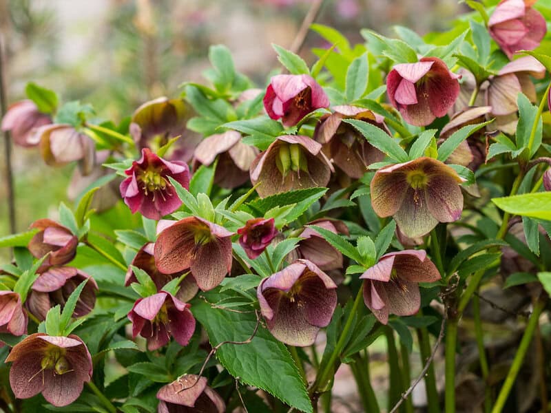 14. Hellebore (Lenten Rose)