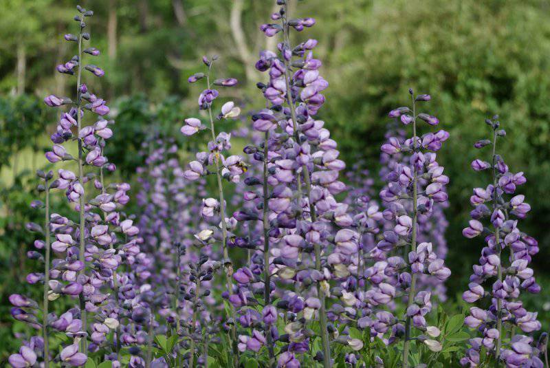 20. Baptisia (False Indigo)