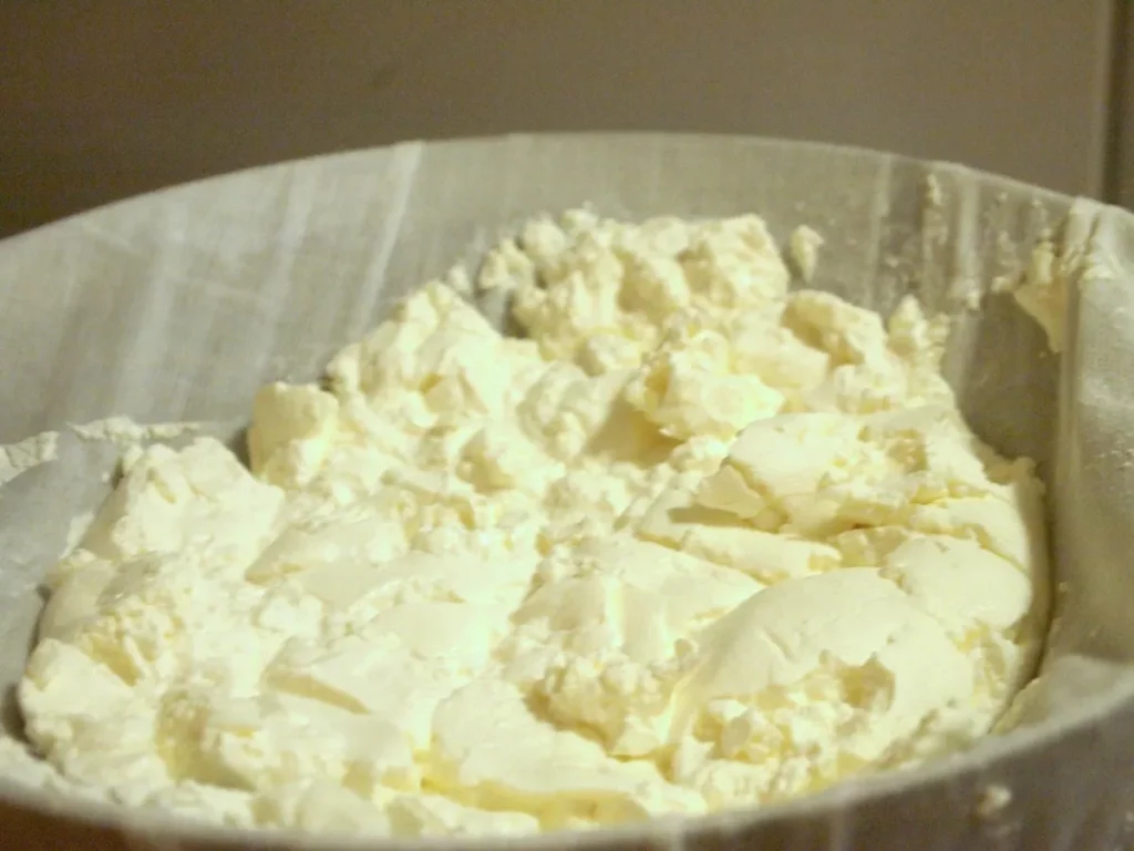 Can dogs eat cheese? Here are the types that are safe for your pet.