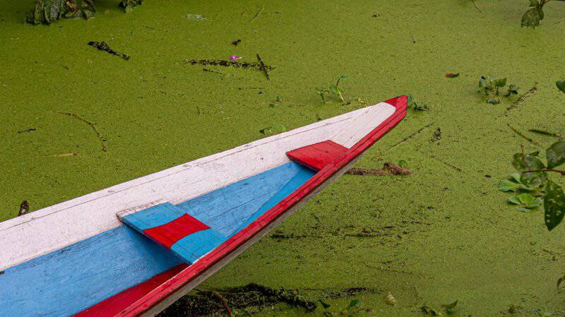 16. Remediating Waterways Through Cultivation