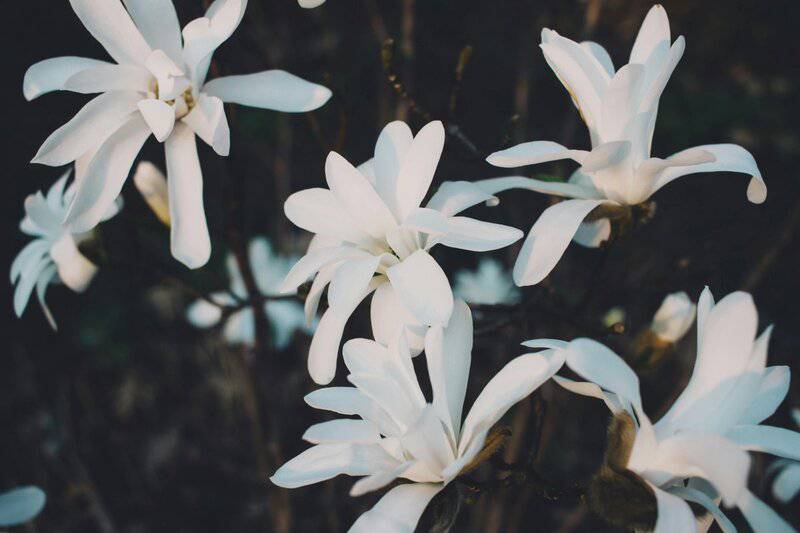 13. Star Magnolia