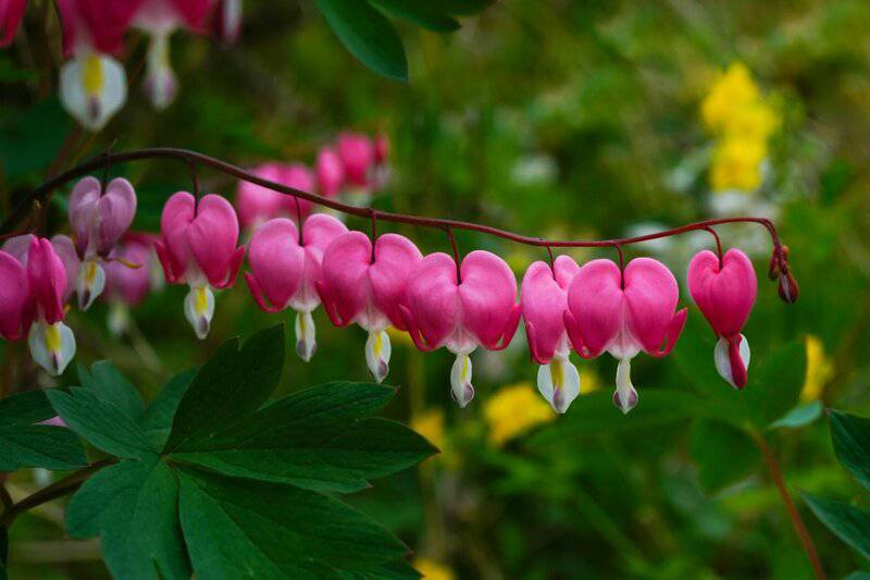 4. Bleeding Heart (Dicentra)