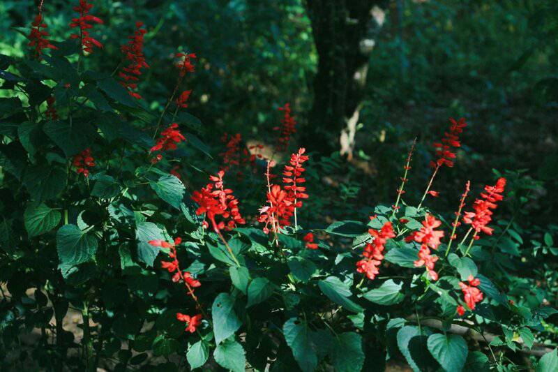 3. Salvia