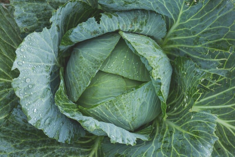 22. Cabbage