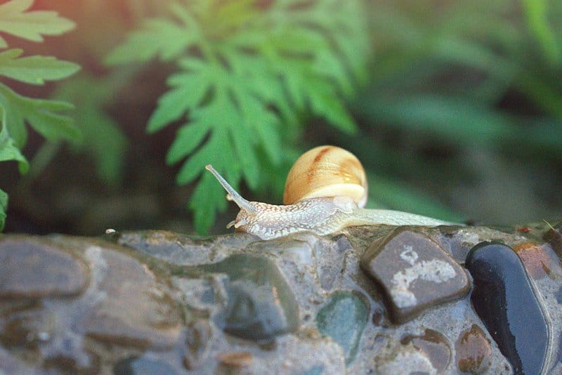 26. Not Monitoring for Slugs and Snails