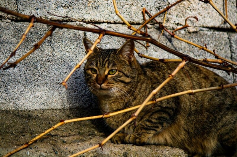 These Are the 20 Most Popular Cat Names in the US, According to a New Report