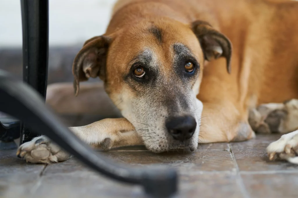Why Dogs Are Being Put on Anxiety Medication &#8211; Animal Emotions Are Deeper Than You Think