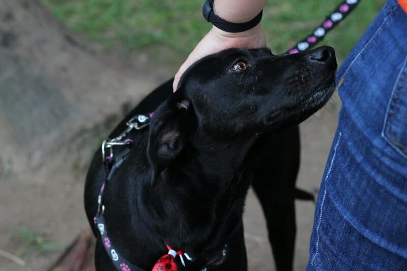 Dogs were played the sound of humans crying. Their reaction shows a unique emotional bond with us that other animals lack.