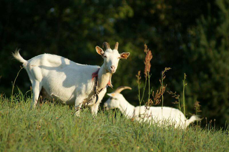 These Are the 20 Most Popular Cat Names in the US, According to a New Report