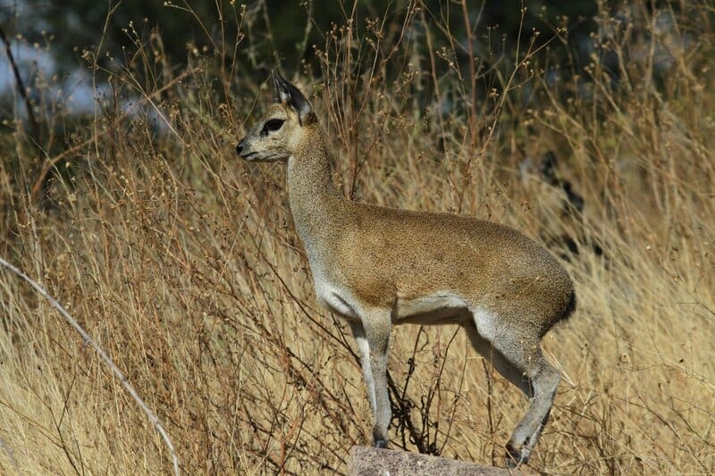 4. Respect Wildlife and Natural Habitats