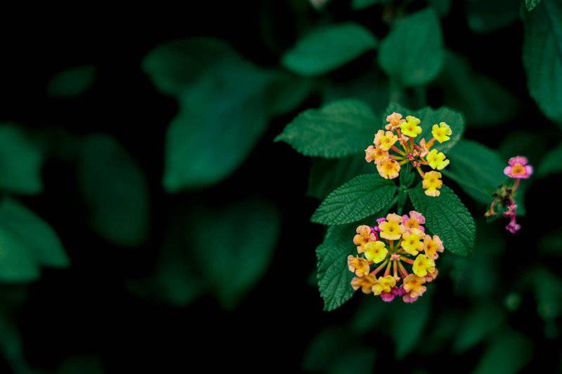 21. Lantana