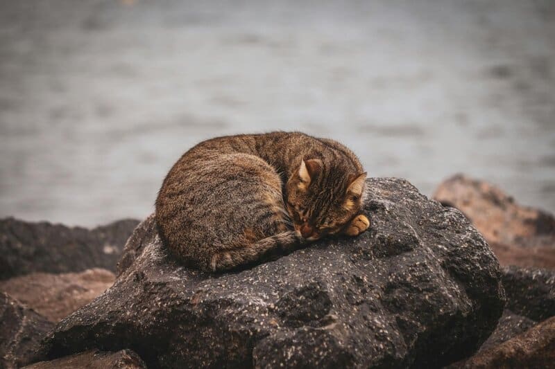 These Are the 20 Most Popular Cat Names in the US, According to a New Report