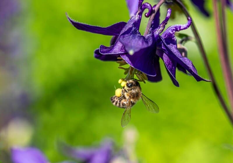 6. Columbine (Aquilegia)