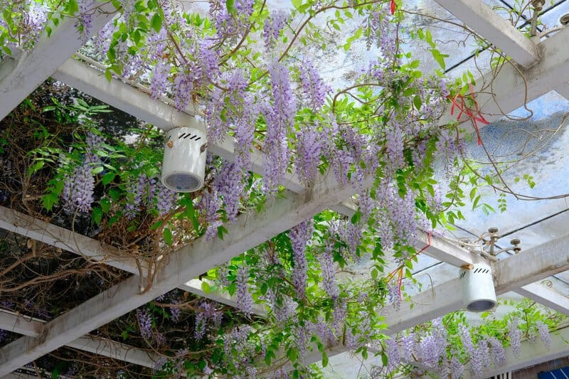 17. Wisteria