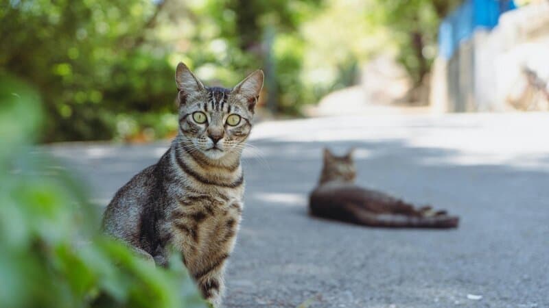 1. Slower Pace, Less Stress