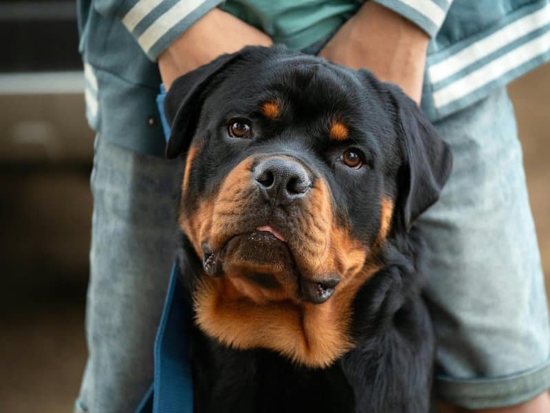 Dogs were played the sound of humans crying. Their reaction shows a unique emotional bond with us that other animals lack.