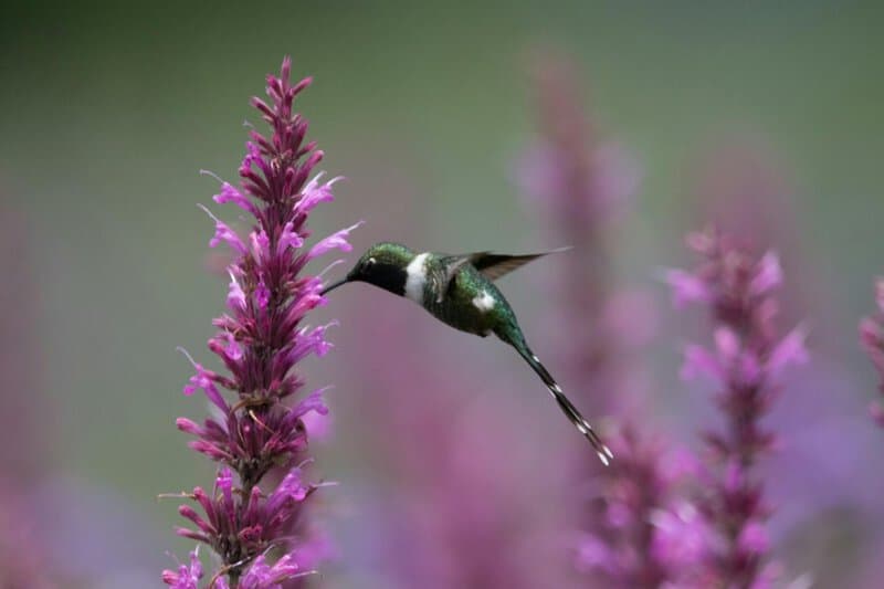 16. Agastache (Hummingbird Mint)