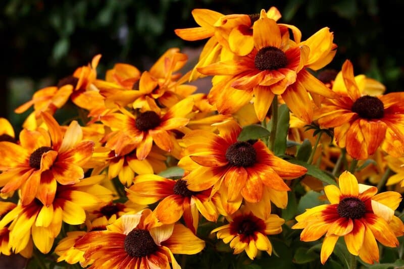 6. Black-Eyed Susan (Rudbeckia)