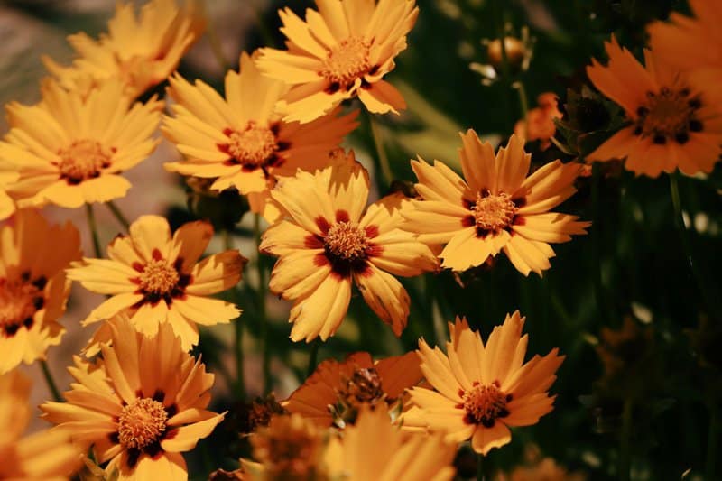 13. Coreopsis
