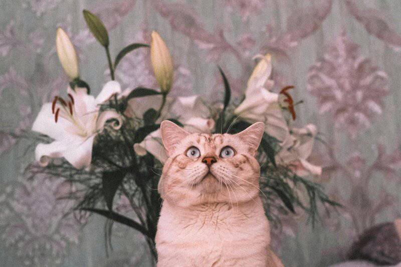 These Are the 20 Most Popular Cat Names in the US, According to a New Report