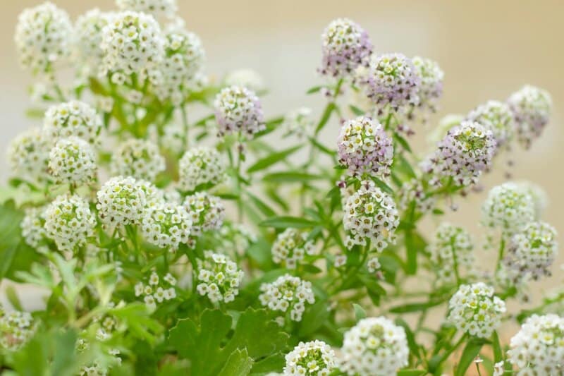 5. Sweet Alyssum