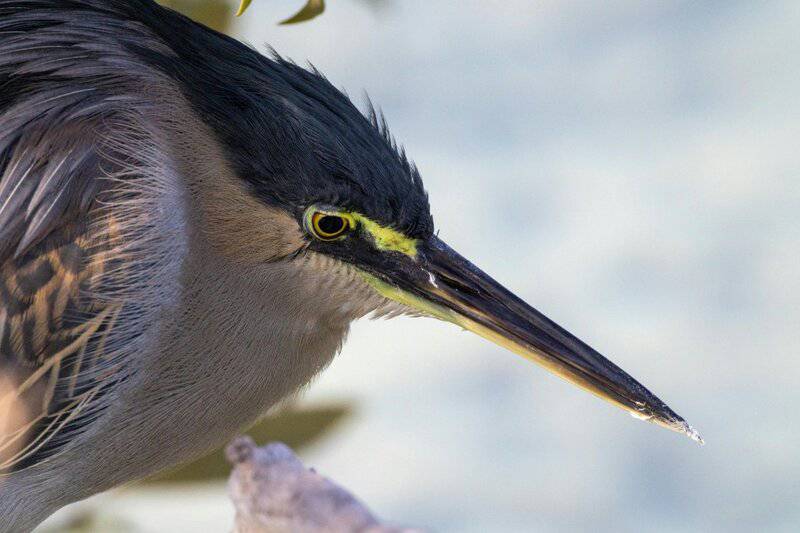 13. Wildlife and Birdwatching