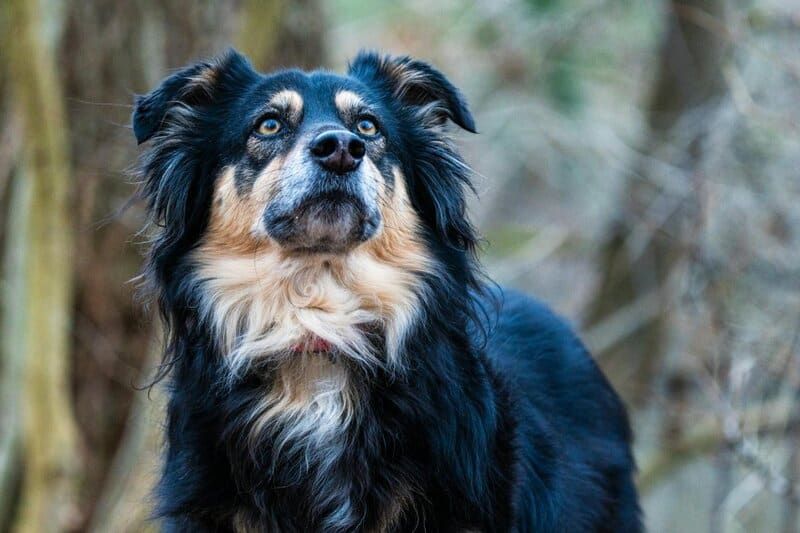 Dogs were played the sound of humans crying. Their reaction shows a unique emotional bond with us that other animals lack.