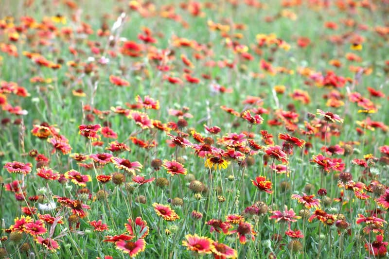 17. Blanket Flower (Gaillardia)
